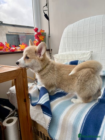 Welsh Corgi Pembroke dogs - Advert 1