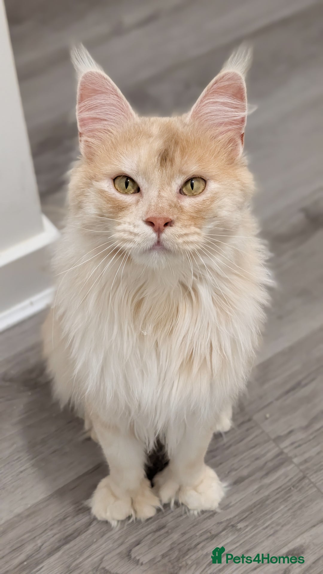 Gallery Image {{count}}