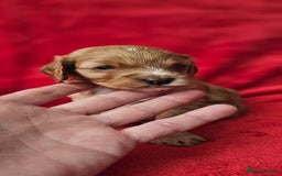 Cavapoo dogs for sale: Cavapoo male for sale. - Image 3