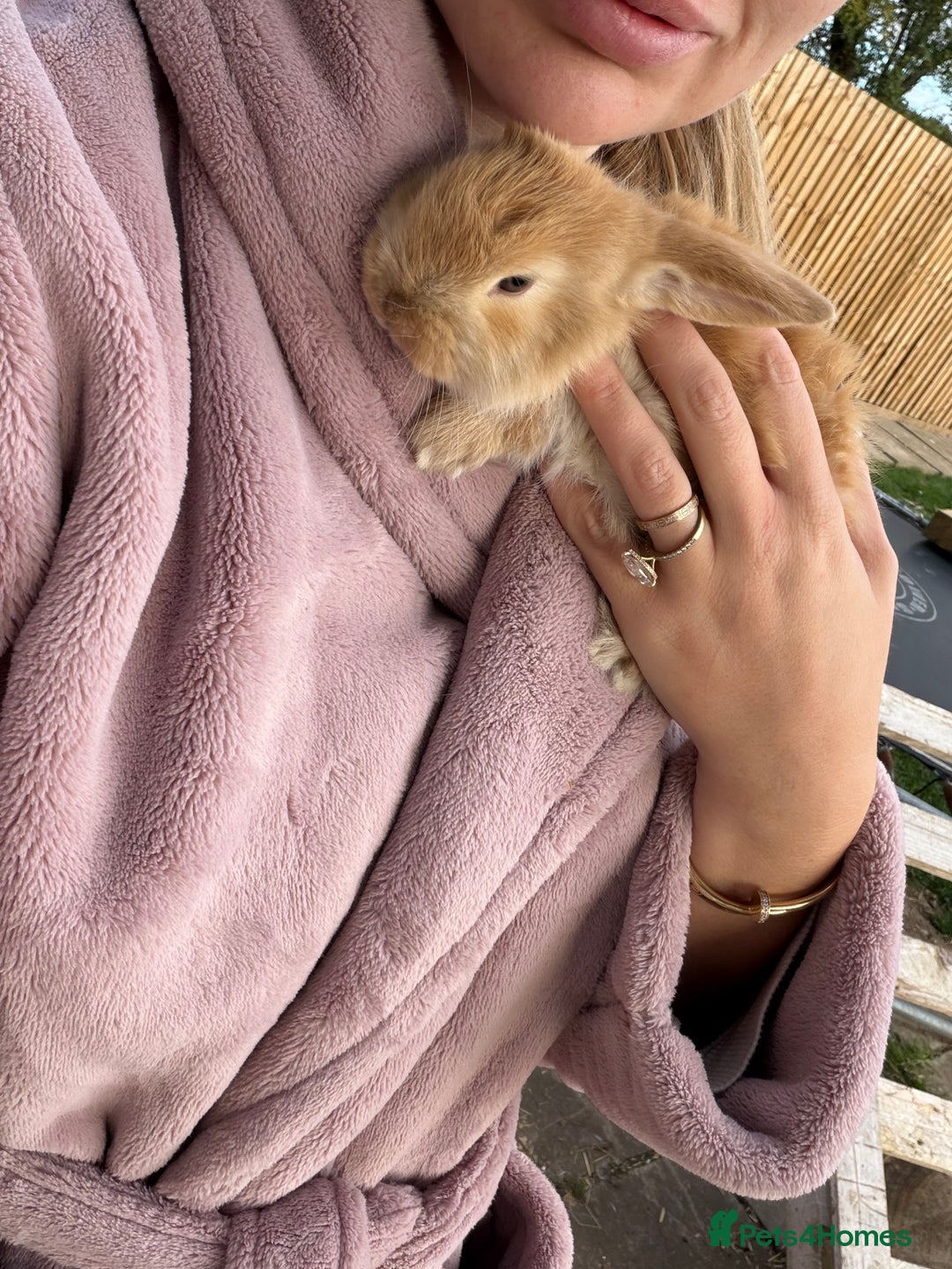 French Lop rabbits for sale: Giant French Lop Buck Kid  - Image 6