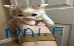 British Shorthair cats for sale: Kittens British shorthair mixed  - Image 15