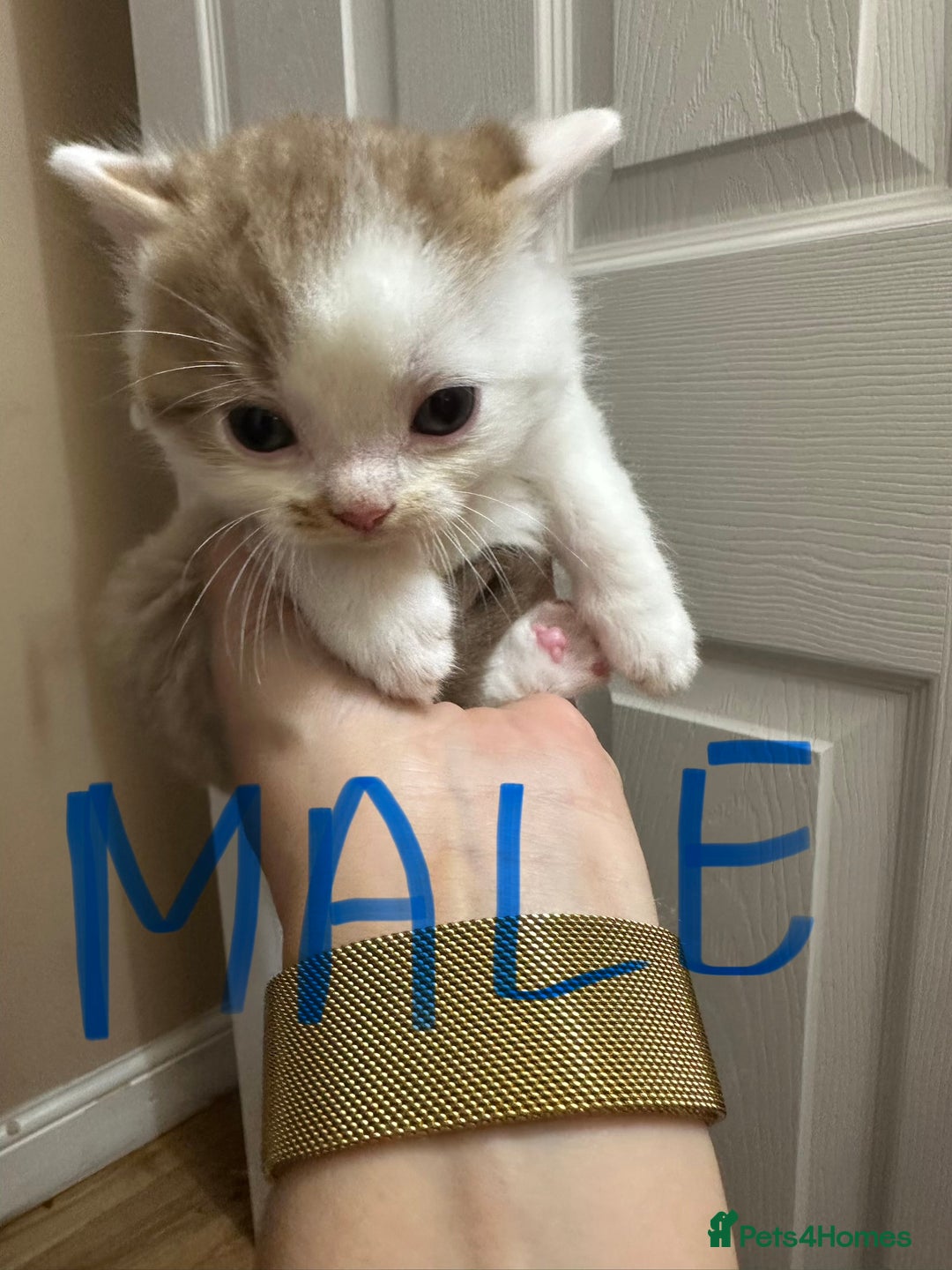 British Shorthair cats for sale: Kittens British shorthair mixed  - Image 15