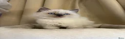 Ragdoll cats for sale: 💙 Stunning Purebred Ragdoll kittens  - Advert 24