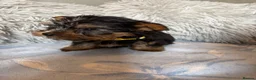 Yorkshire Terrier dogs for sale: Yorkshire terriers puppies - Advert 19