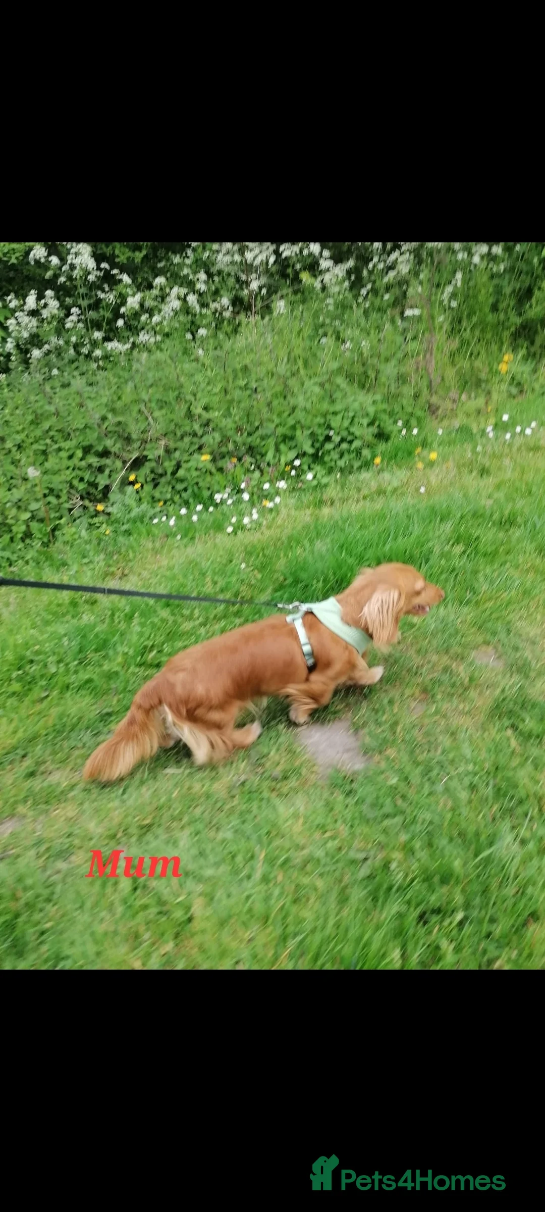 Dachshund dogs for sale: Long Haired KC Miniature Dachshund(LAST BOY) - Advert 25