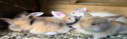 Lionhead rabbits for sale: Lion lop rabbits - boys and girls  - Advert 3