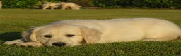 Golden Retriever dogs for sale: Golden Retriever Puppies in Armagh - Advert 4