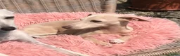 Italian Greyhound dogs for sale: KC Italian greyhound puppies European lineage - Advert 12