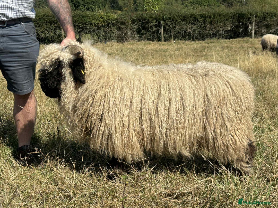 Sheep livestock for sale: Pedigree registered Valais Blacknose ewes - Advert 6