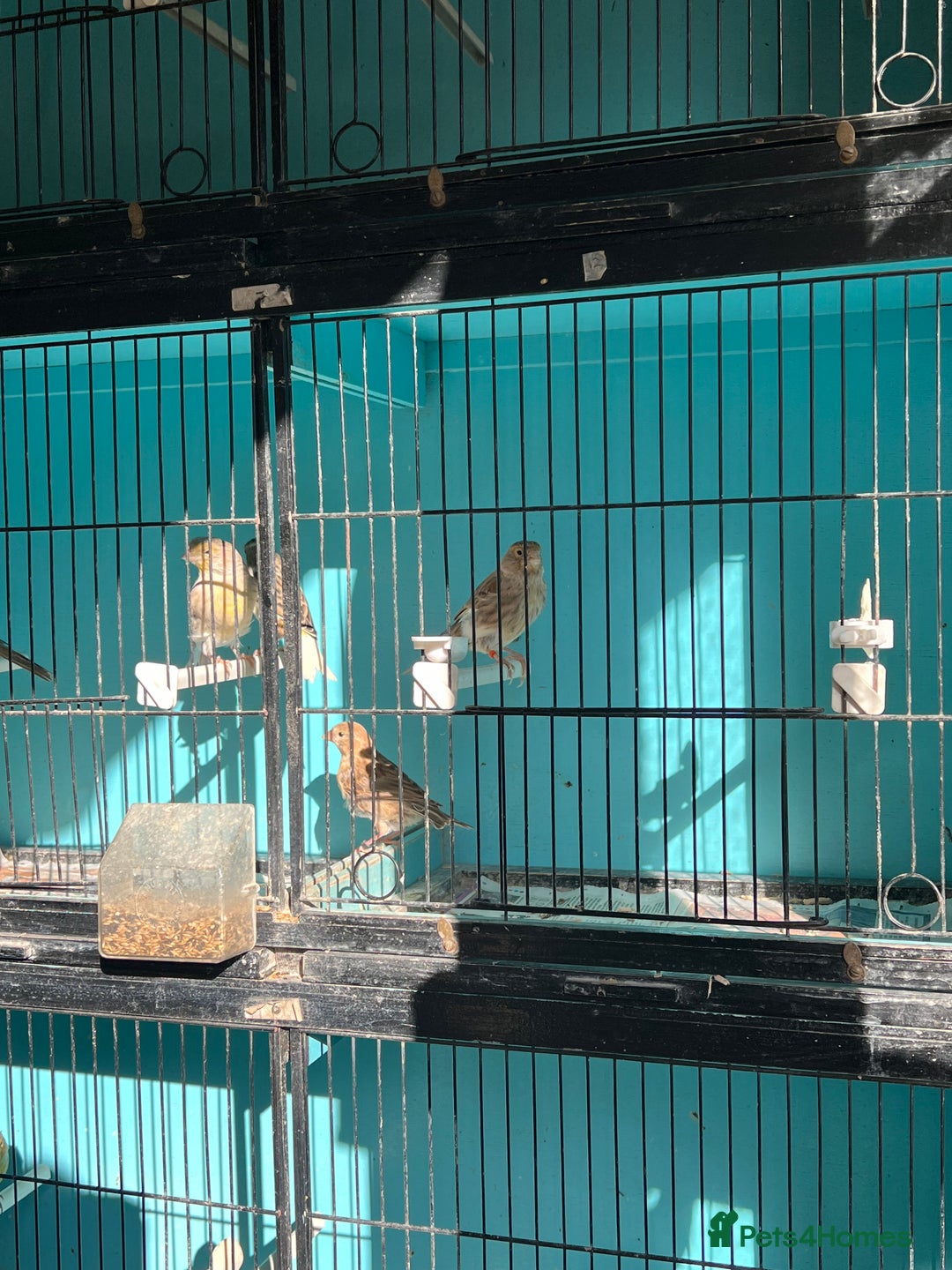 Canaries birds for sale: Young canaries  - Advert 21