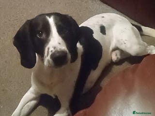 Harrier dogs Child friendly Sherlock wants a new forever home - Advert 5