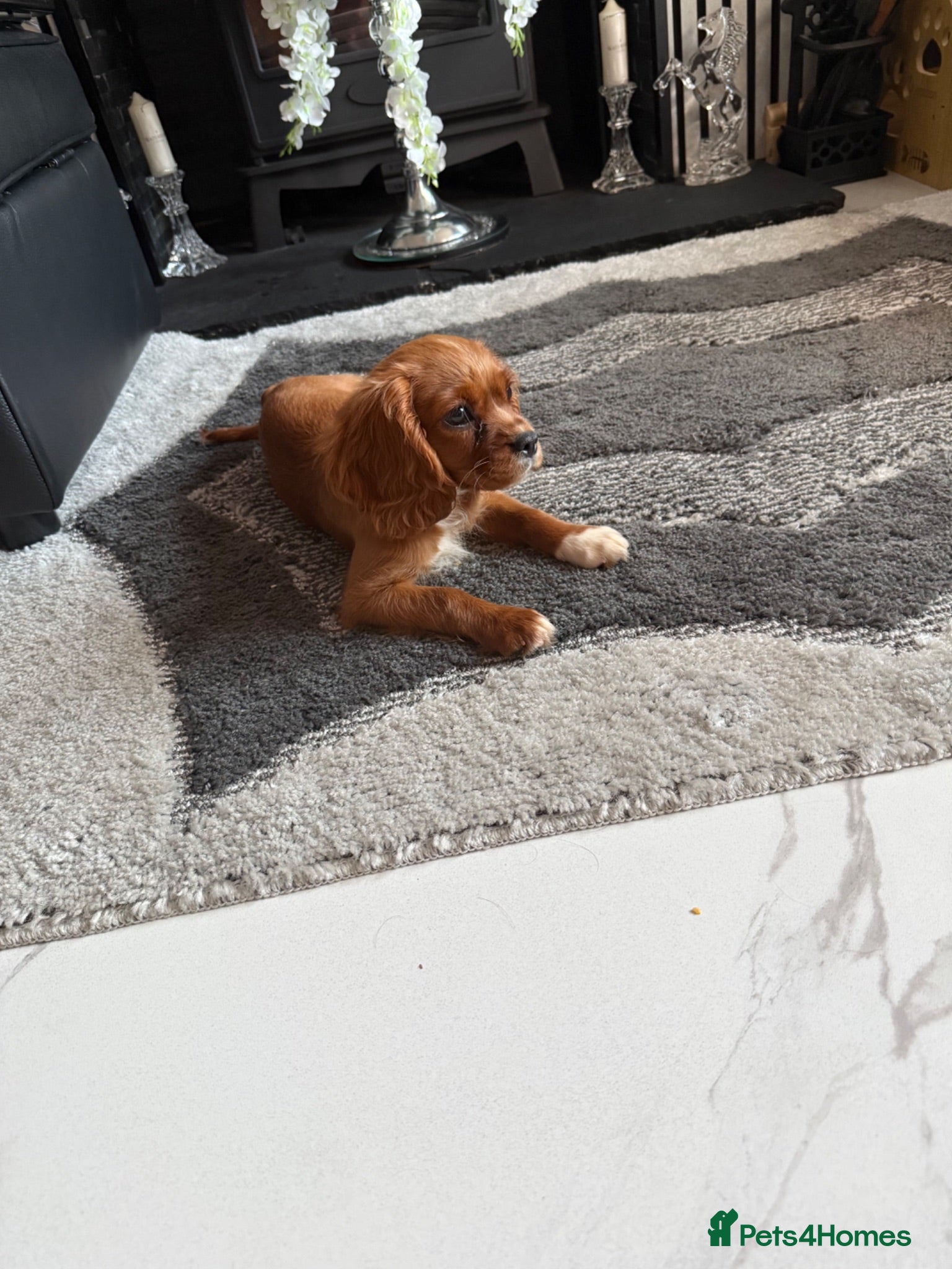 Cavalier King Charles Spaniel dogs kennel club fully vaccinated cavalier dna clear  - Advert 2