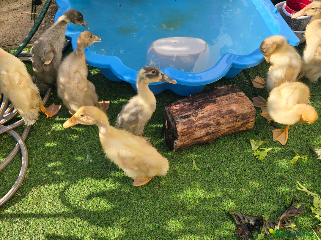 Ducks poultry for sale: Indian Runner ducklings - Image 3