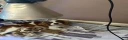 Cavalier King Charles Spaniel dogs for sale: Beautiful Cavalier King Charles Spaniel puppies - Advert 6