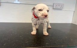 Dalmatian dogs for sale: 🐶 Stunning Dalmatian Puppies Ready 28th August 🐶 - Image 9