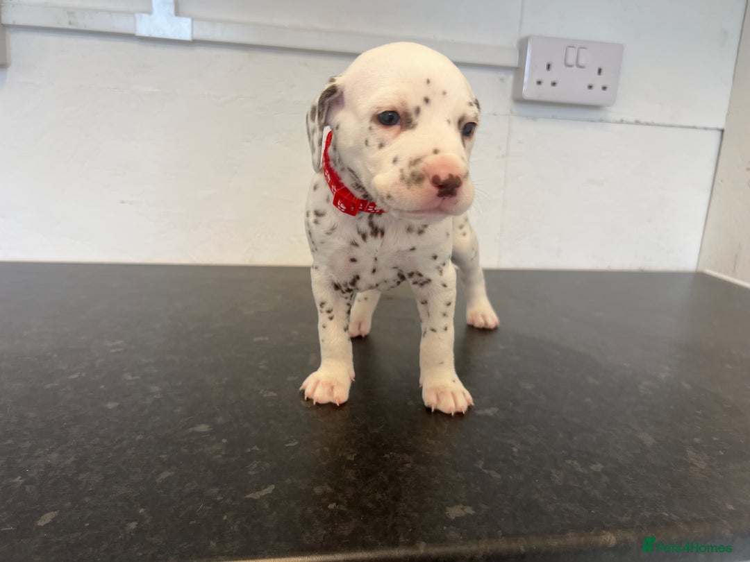Dalmatian dogs for sale: 🐶 Stunning Dalmatian Puppies Ready 28th August 🐶 - Image 9