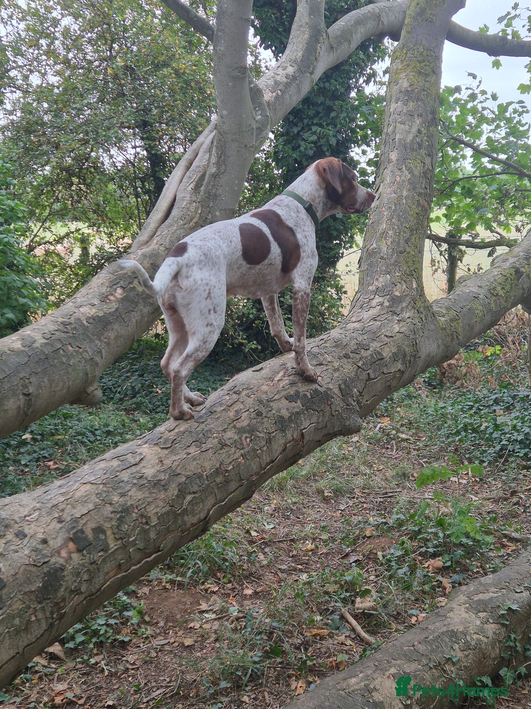 Mixed Breed dogs for sale: Sprocker spaniel x American Bulldog 1 year old  - Image 3