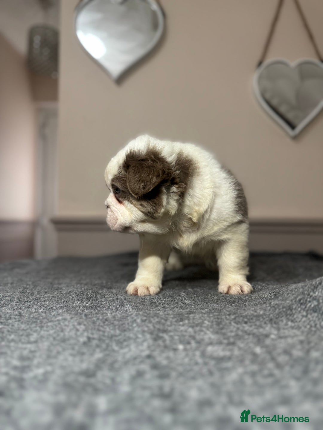 Mixed Breed dogs for sale: Bulldog puppies  - Advert 8