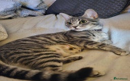 Mixed Breed cats for sale: Lovely black kitten - Image 4
