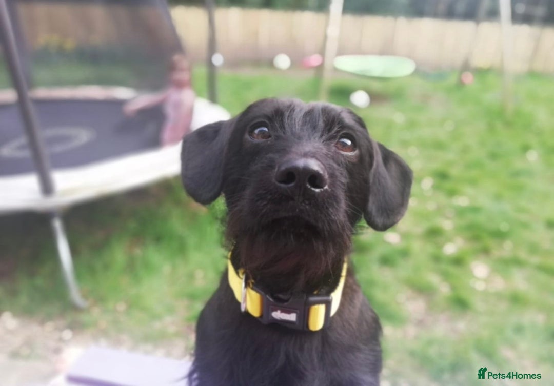 Mixed Breed dogs for sale: Buddy and Minnie (to be rehomed together) - Advert 4