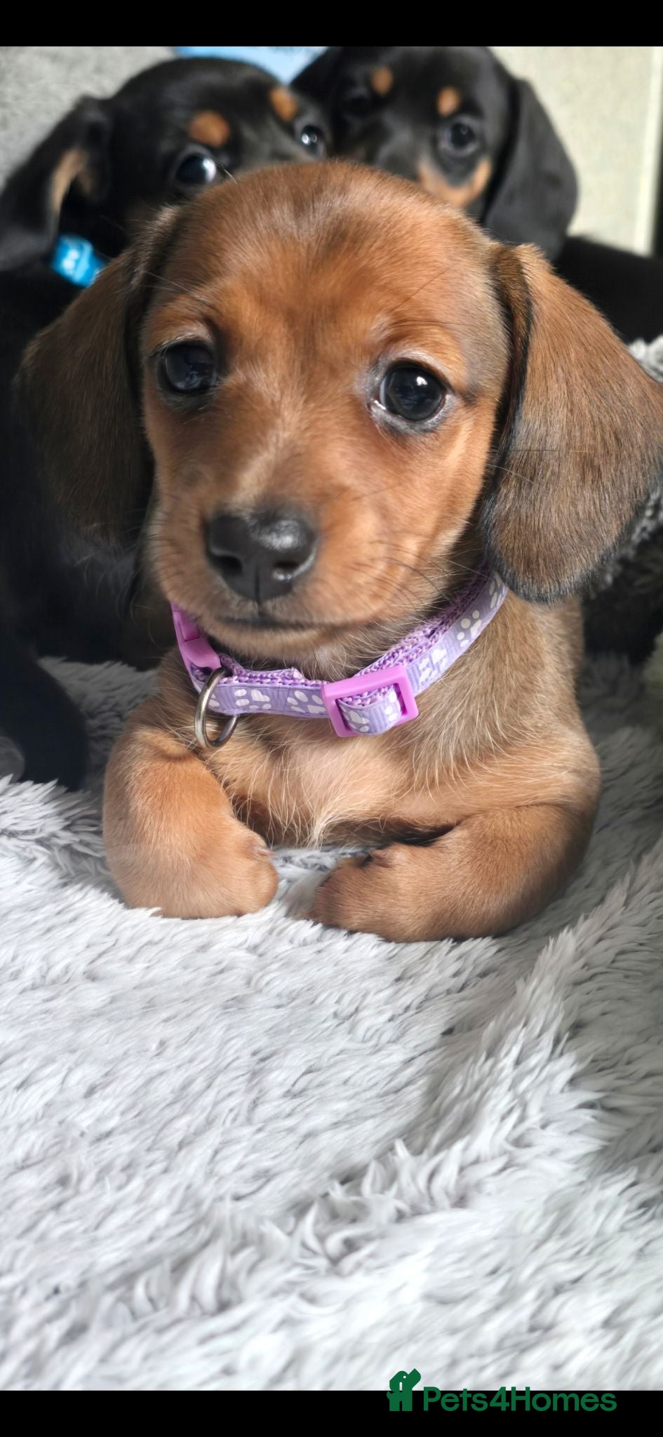 Miniature Dachshund dogs True minature dachshunds  - Advert 20