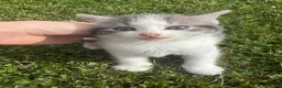 Mixed Breed cats for sale: 4 gorgeous fluffy and friendly kittens! - Advert 8