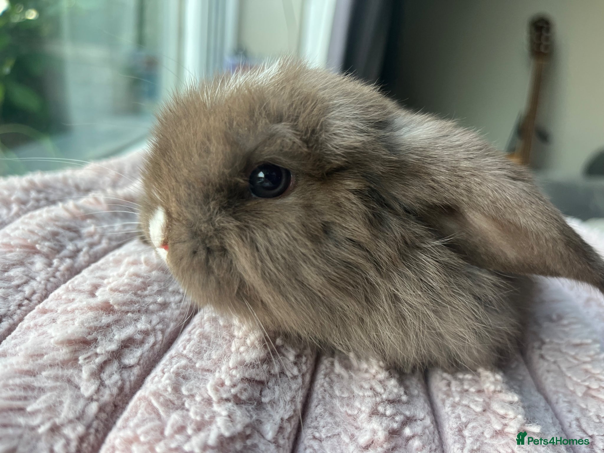 Mini Lop rabbits for sale: Male mini lop kits RTL 16th June - Advert 11