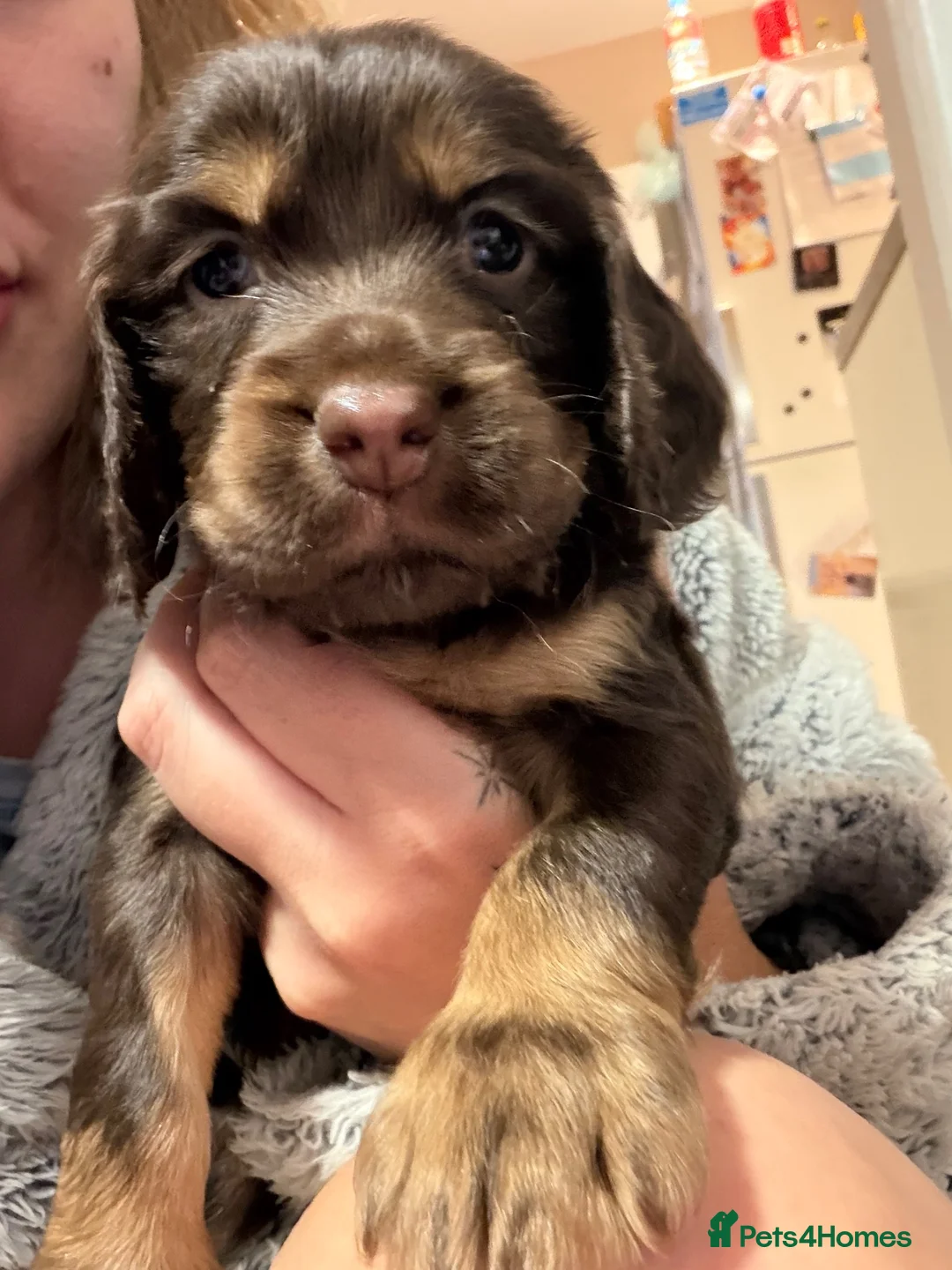 Cocker Spaniel dogs for sale: 3 boy Cocker Spaniels in Wigan - Advert 2