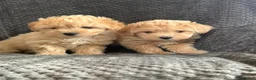 Mixed Breed dogs for sale: Cotonoodle pups ready now  - Advert 7