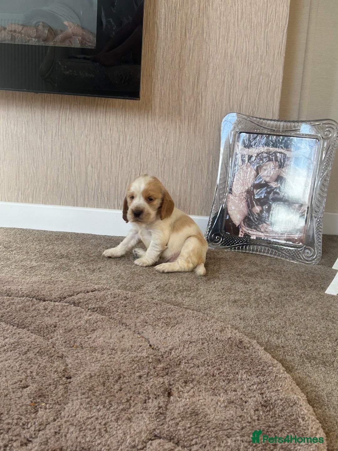 Cocker Spaniel dogs for sale: Cocker spaniel puppys - Image 3