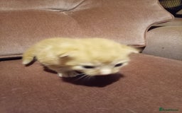 Mixed Breed cats for sale: Four mixed breed British short kittens - Image 24