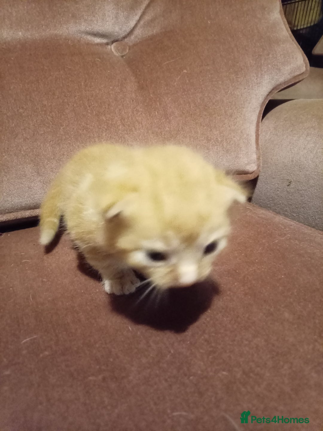 Mixed Breed cats for sale: Four mixed breed British short kittens - Image 24