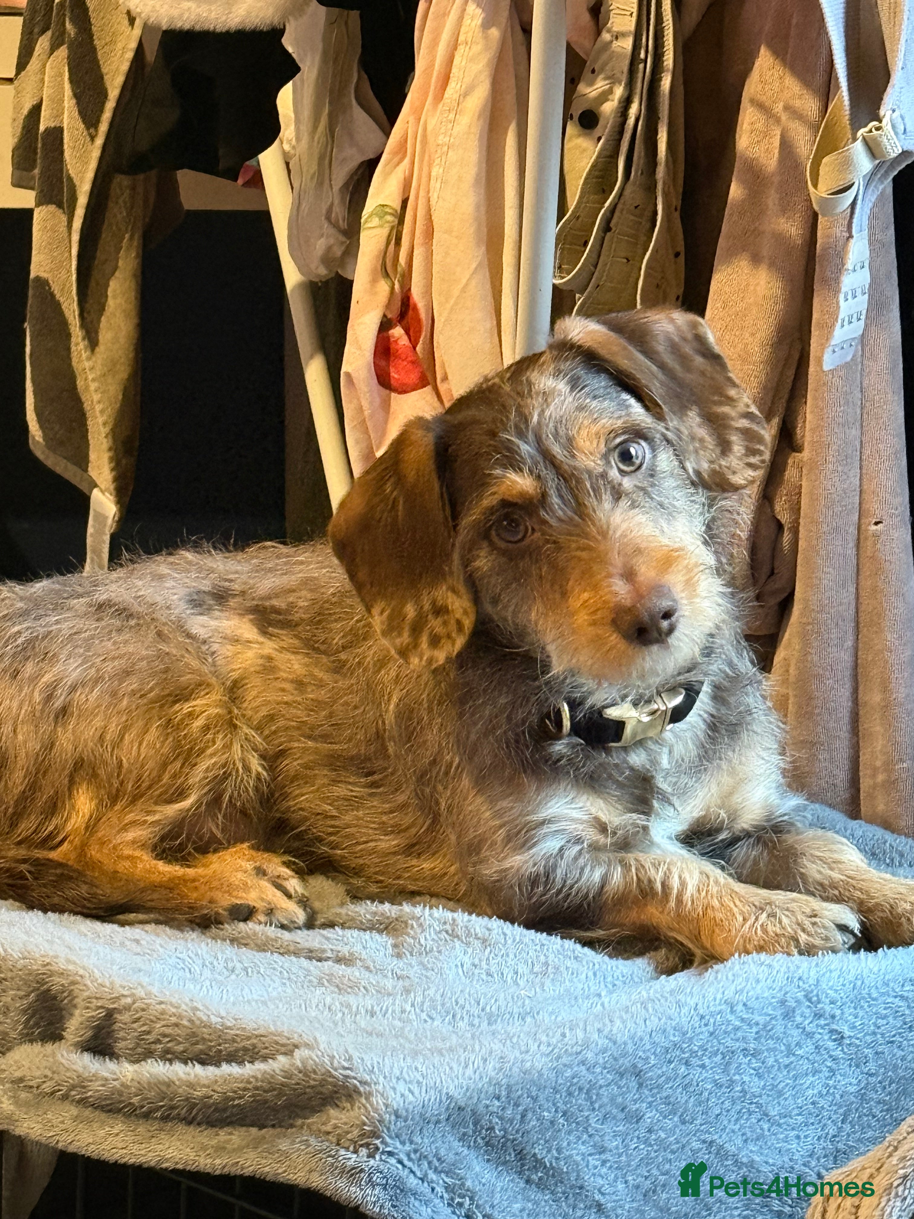 Jackshund dogs Male dachshund x jack russell  - Advert 1