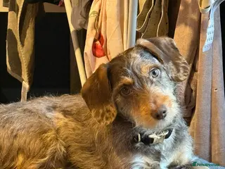 Jackshund dogs Male dachshund x jack russell - Advert 1