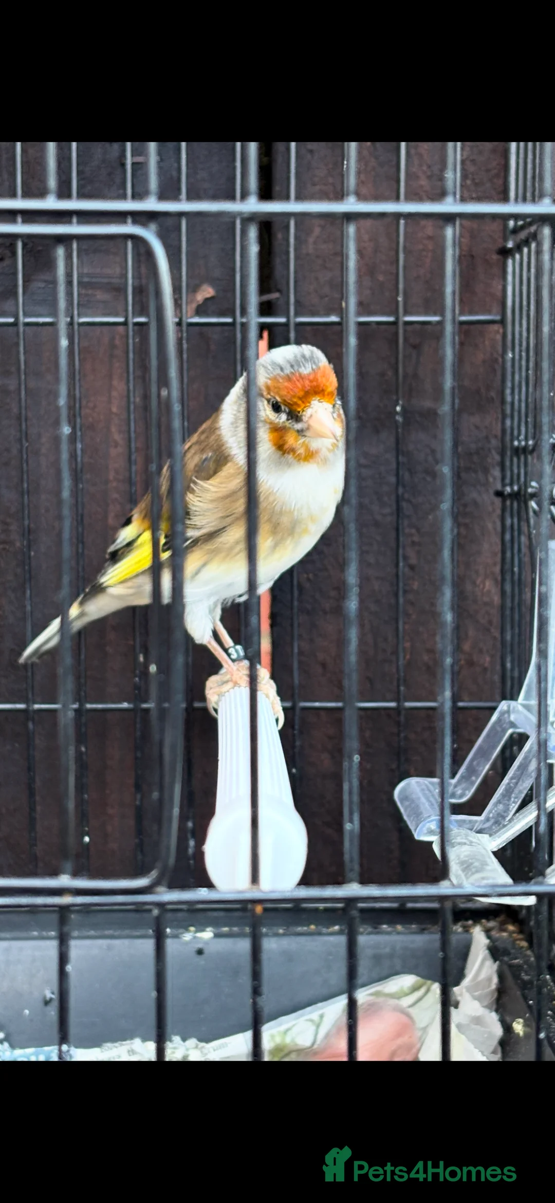 Mixed Breed birds for sale: Goldfinch mule singing very well - Advert 5