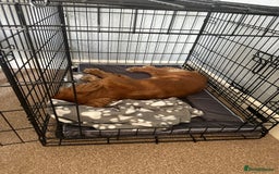 Cavalier King Charles Spaniel dogs for sale: Cavalier King Charles spaniel - Image 6