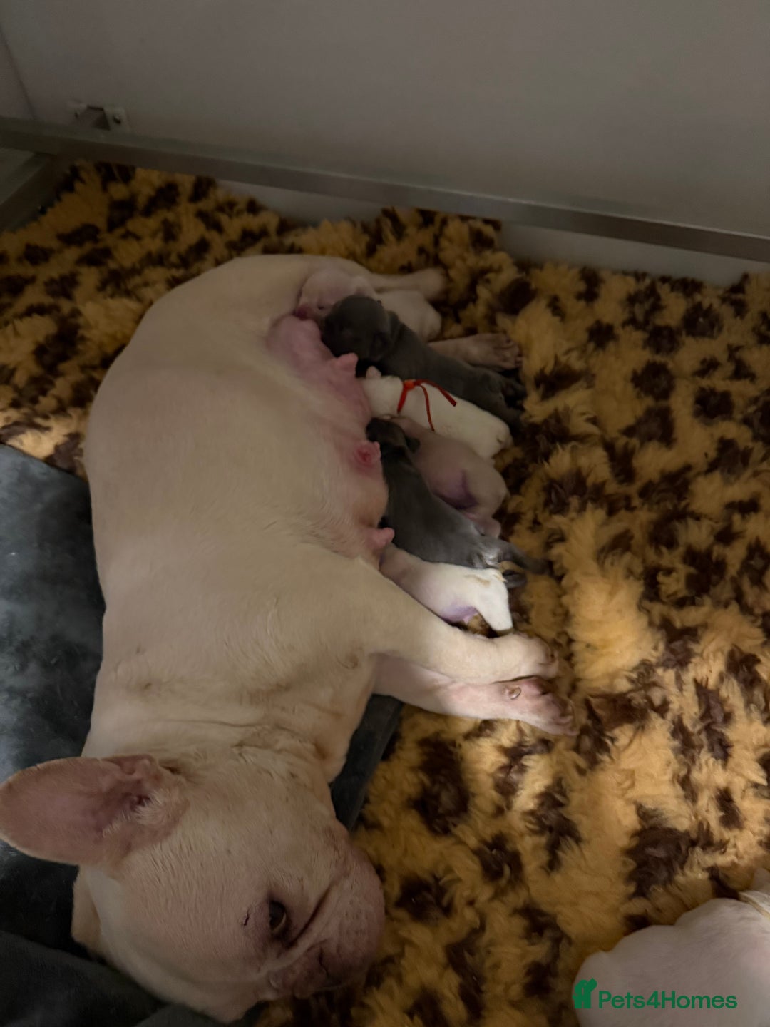 French Bulldog dogs for sale: Highly Health tested French Bulldog Puppies - Advert 4