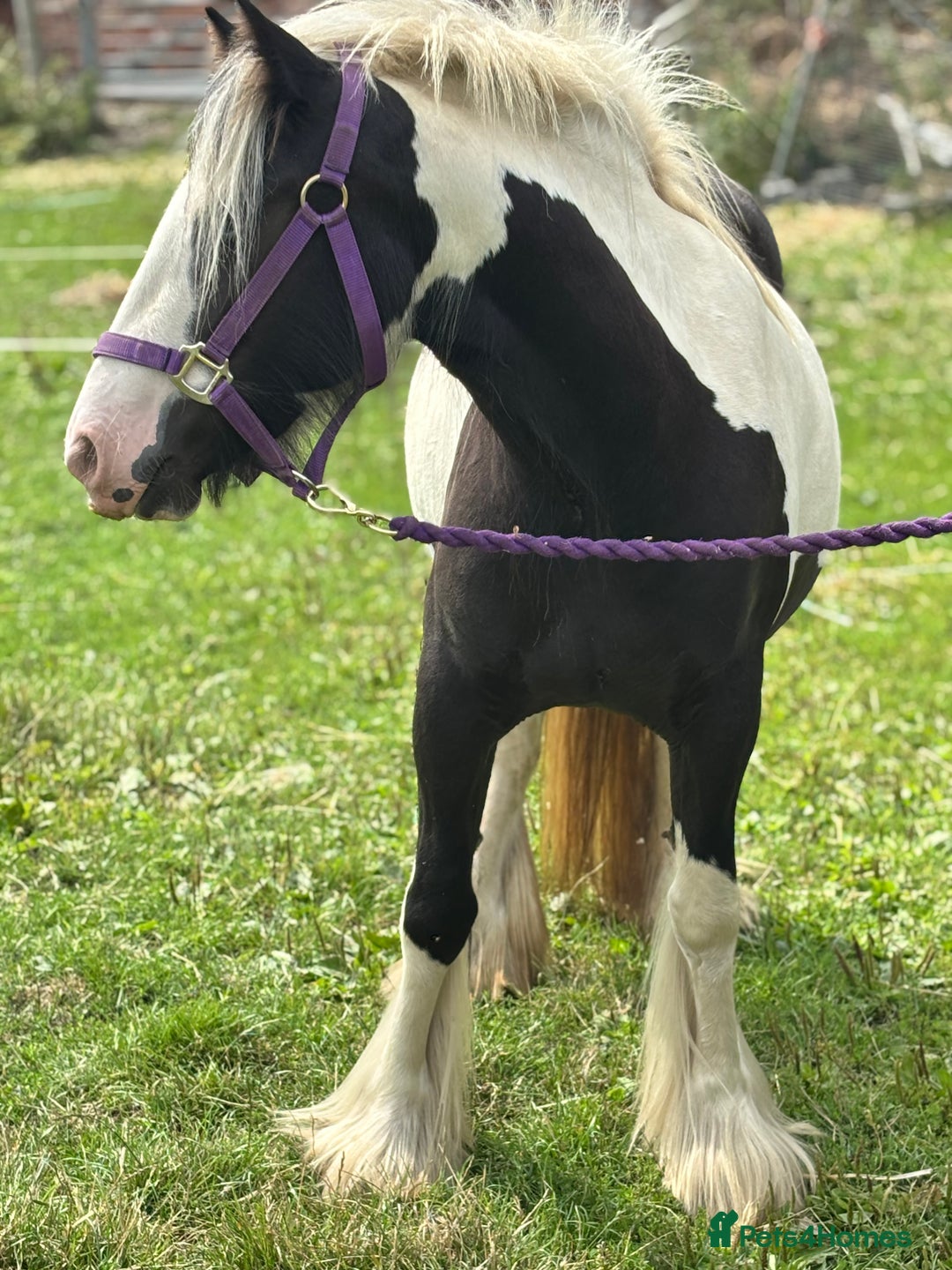 Irish Cob horses for sale: Gyspy offers considered - Image 14