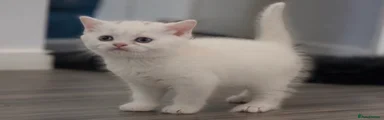 Milo 