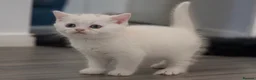 British Shorthair cats for sale: British shorthair adorable kittens ❤️ - Advert 3