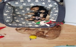 Cavalier King Charles Spaniel dogs for sale: 2 Cavalier king Charles puppies left - Image 14