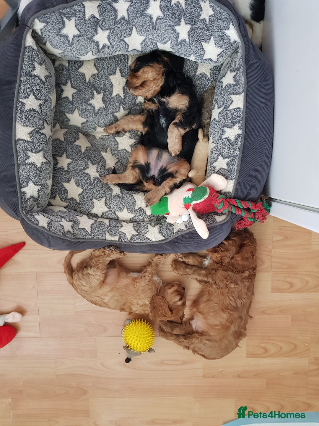 Cavalier King Charles Spaniel dogs for sale: 2 Cavalier king Charles puppies left - Image 14