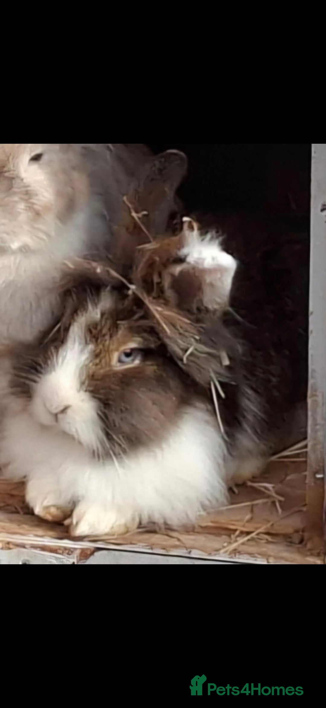 Lionhead rabbits for sale: Beautiful Female LionheadLop-URGENT - Advert 5