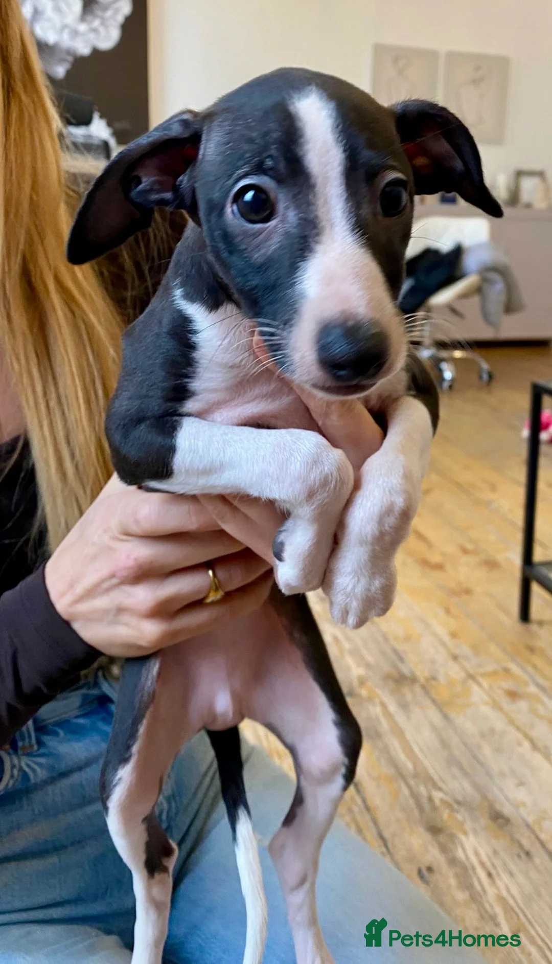 Italian Greyhound dogs for sale: 2 beautiful boy Iggys looking for their new home - Advert 31