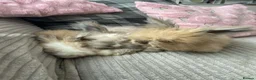 Angora rabbits for sale: English Full Face Angora Kits - Advert 11