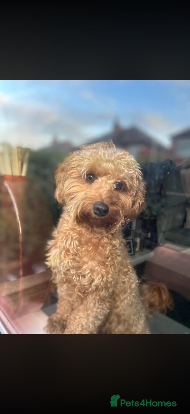 Mixed Breed dogs cockerpoo  - Advert 3