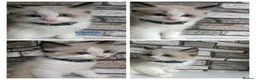 Ragdoll cats for sale: Pure ragdoll ready to leave 🐾 - Advert 1