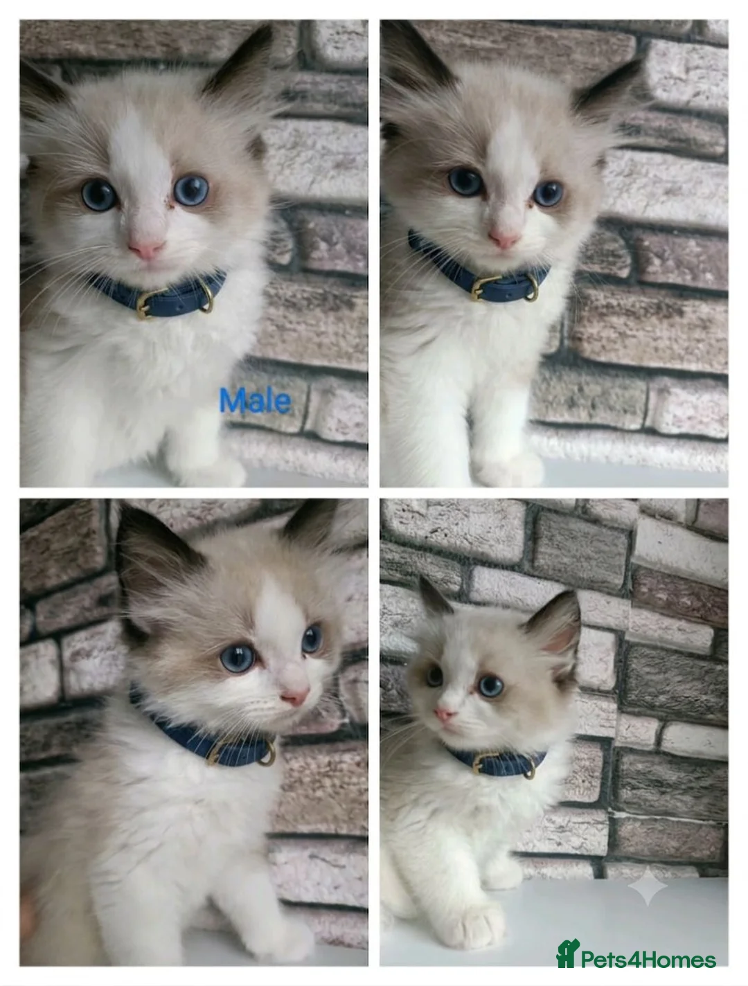 Ragdoll cats for sale: Pure ragdoll ready to leave 🐾 - Advert 1