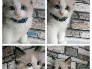 Ragdoll cats Pure ragdoll ready to leave 🐾 - Advert 5