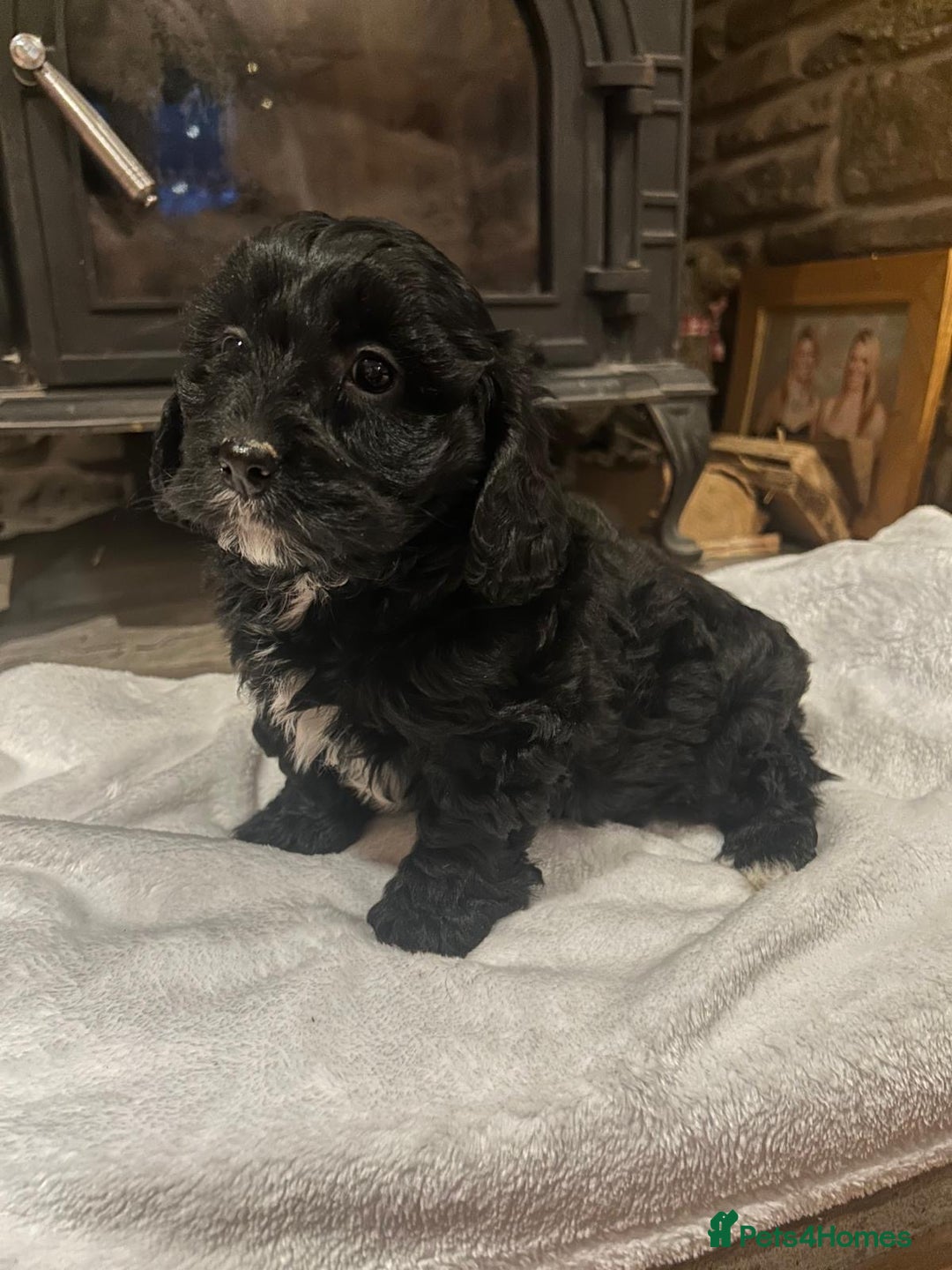 Cavachon dogs for sale: Beautiful Cavapoochon puppy - Advert 3